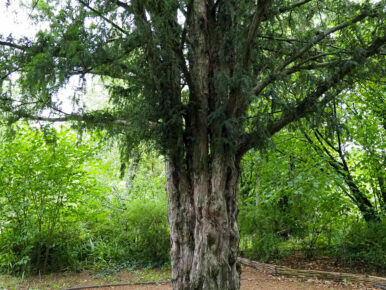 arbre_espacesverts-2