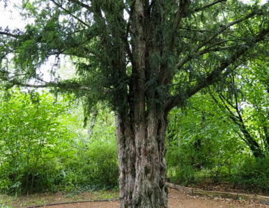 arbre_espacesverts-2
