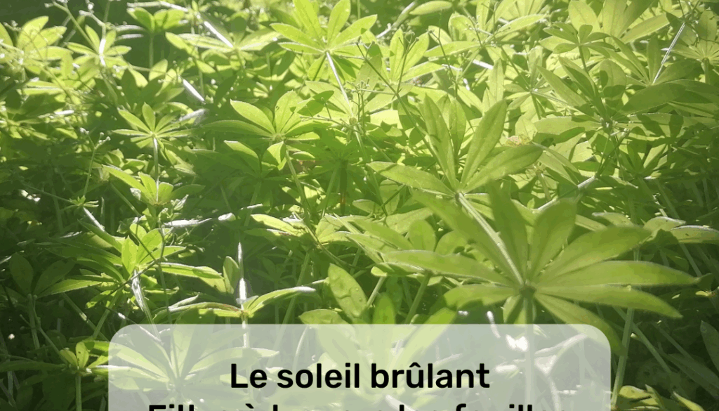 Projet haïkus