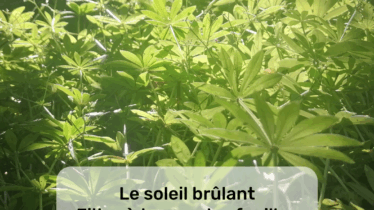 Projet haïkus
